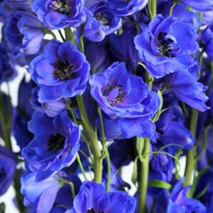 Delphinium elatum Hollands Glory Polvere bianca