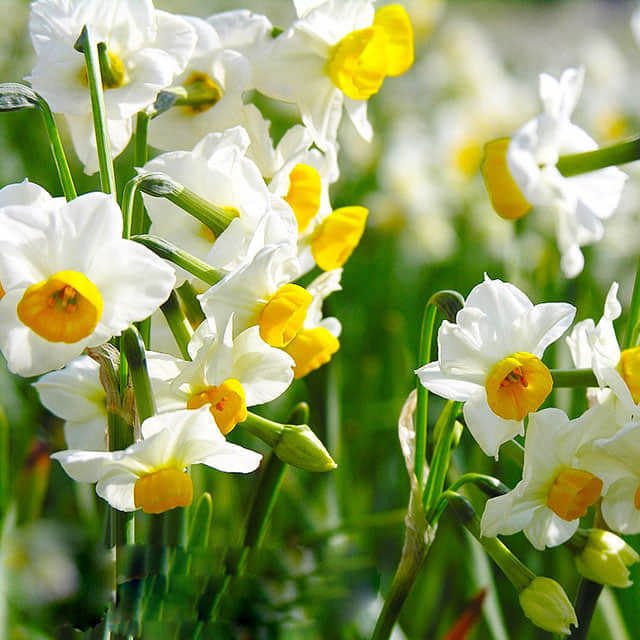Narcissus tazetta