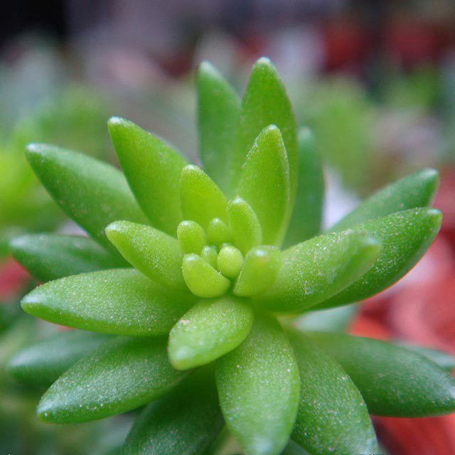 Sedum sediforme