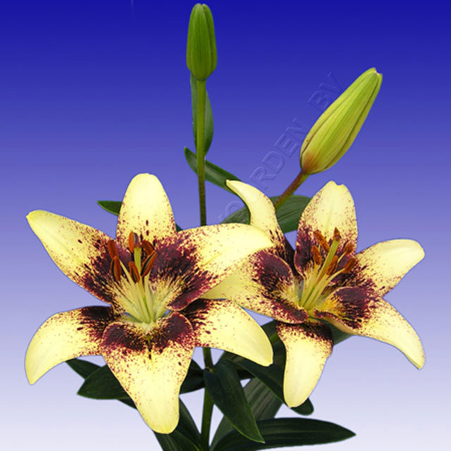 Lily Heart Balance Macchie bianche cotonose