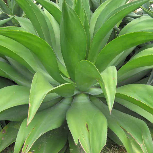 Agave attenuata