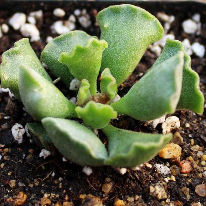 Adromischus poellnitzianus