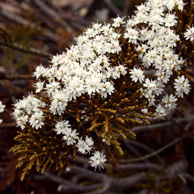 Hebe ochracea