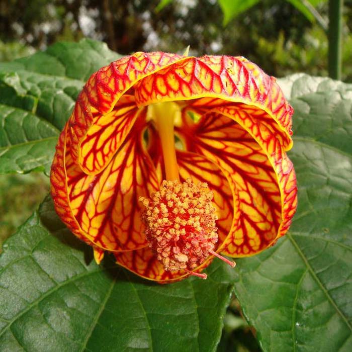 Abutilon striatum