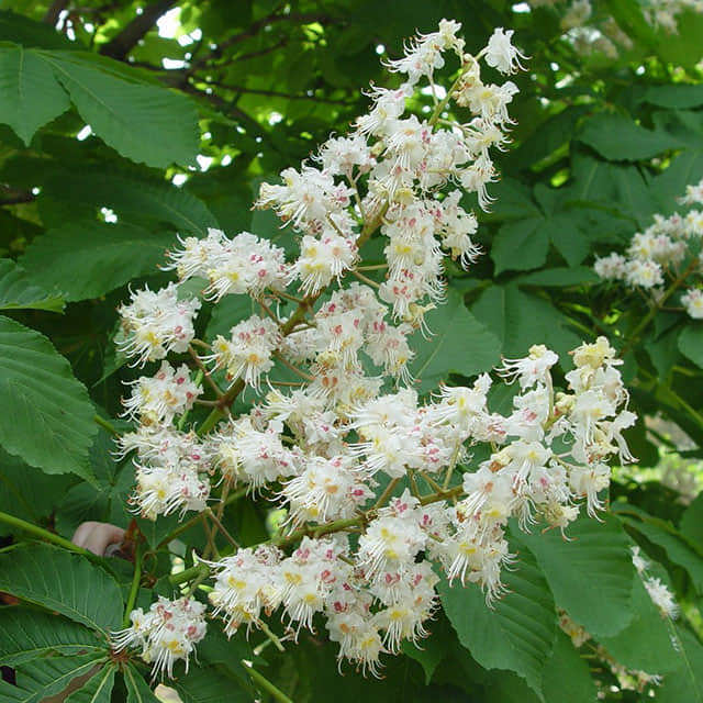 Aesculus chinensis