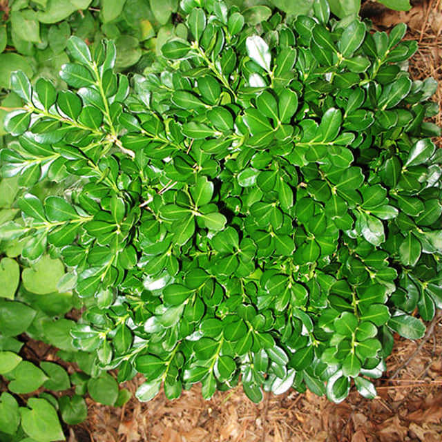 Buxus harlandii