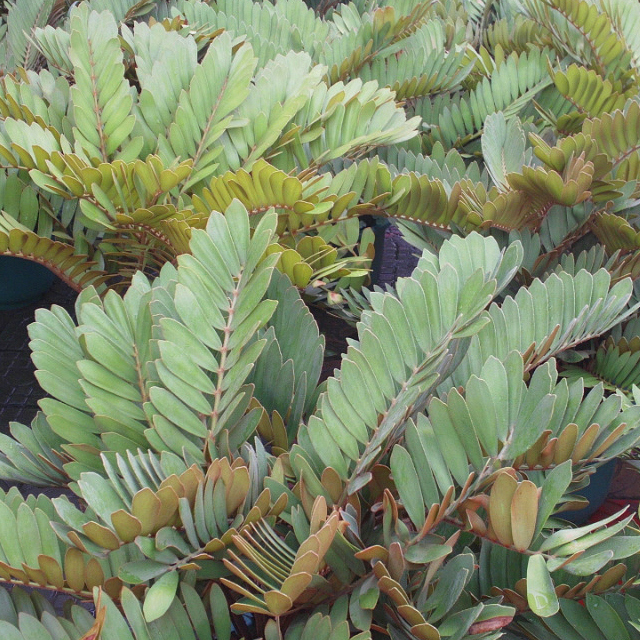 Zamia pumila