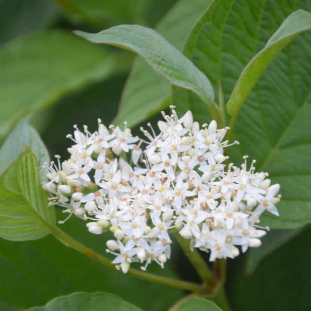 Cornus alba Buds Yellow