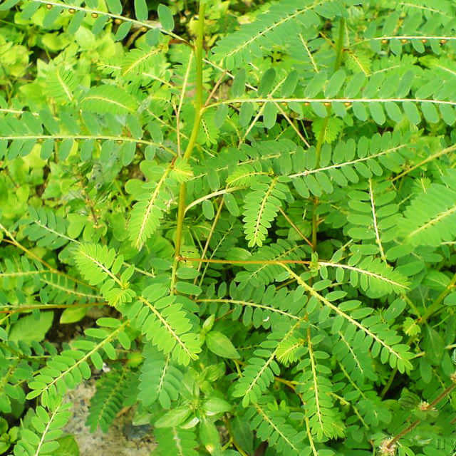 Sagina subulata