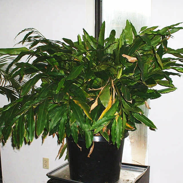 Elettaria cardamomum