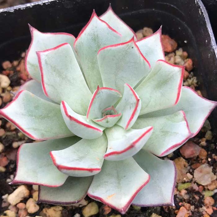 Echeveria strictiflora nova Leggy Stems