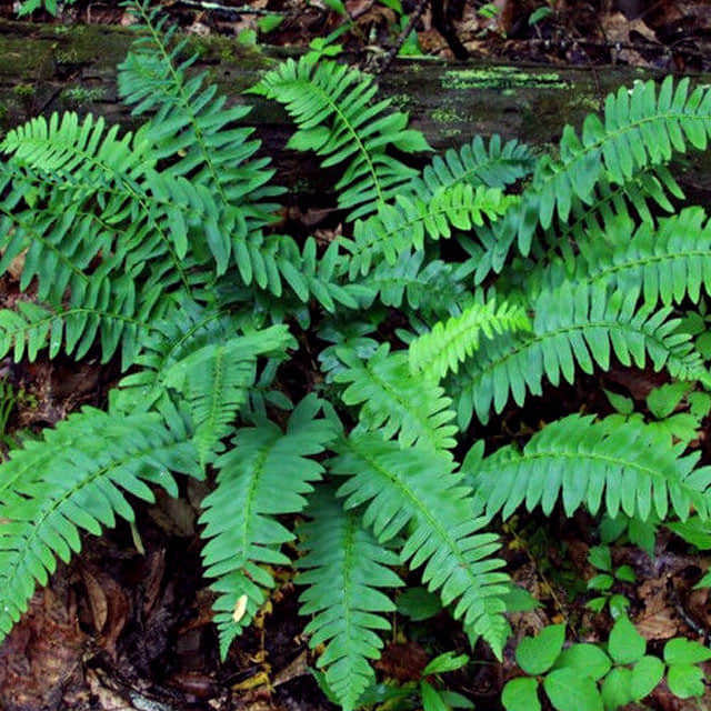 Polystichum acrostichoides
