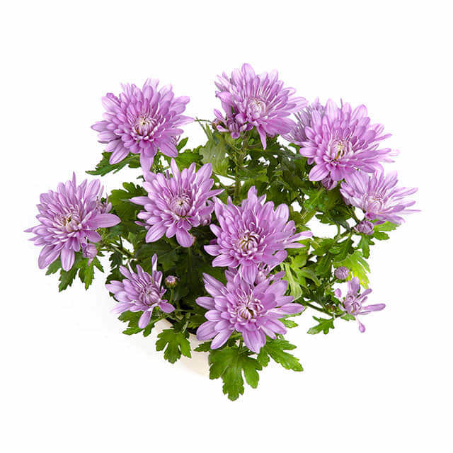Dendranthema grandiflorum Pink Crystal