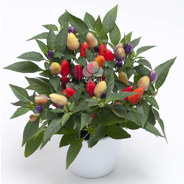 Capsicum Cubana Multicolour