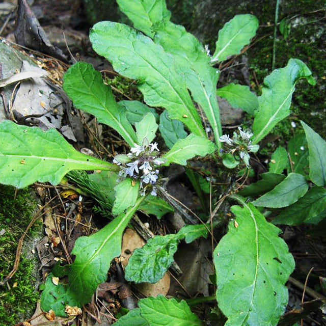 Ajuga ciliata
