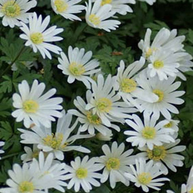 Anemone blanda White Splendour