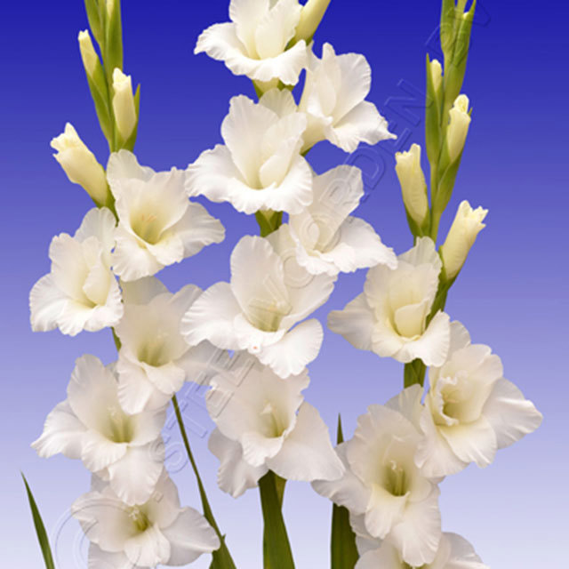 Gladioli Alexander the Great