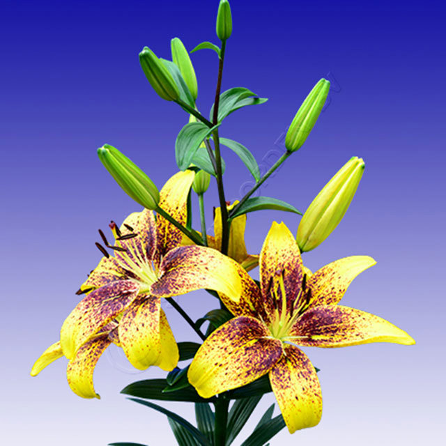 Lily Tango (Corrected) White Cottony Spots