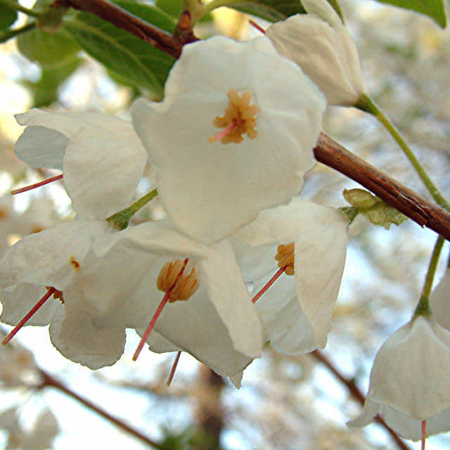 Halesia carolina