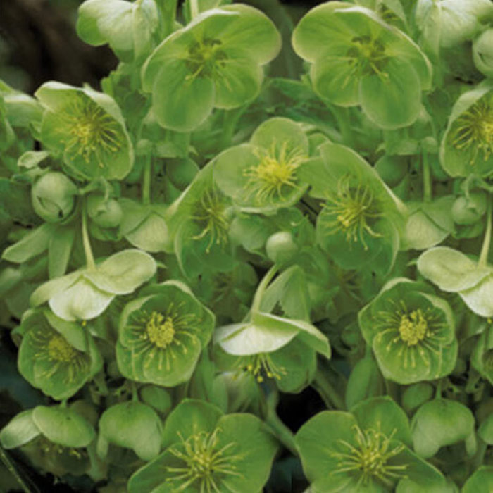 Helleborus argutifolius