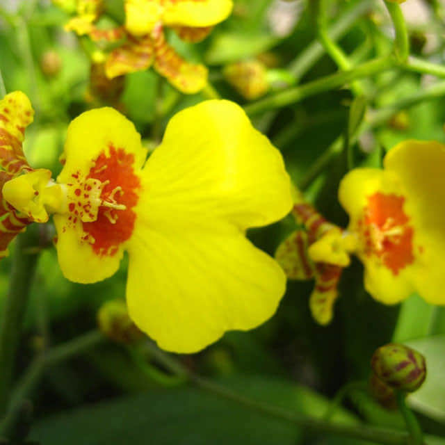 Oncidium hybridum