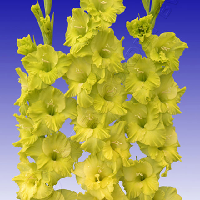 Gladiolus Green Point