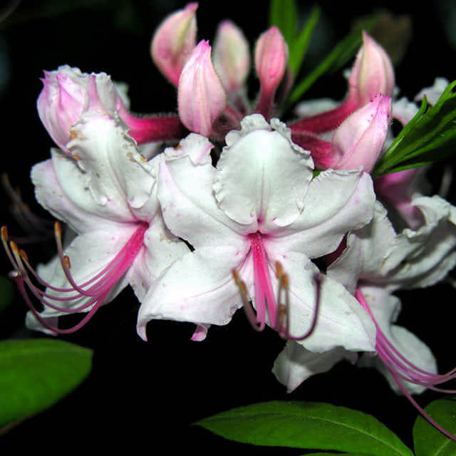 Rhododendron canescens Drooping Leaves
