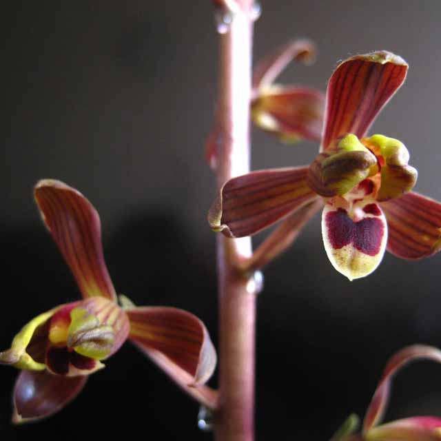 Cymbidium Limingxindie
