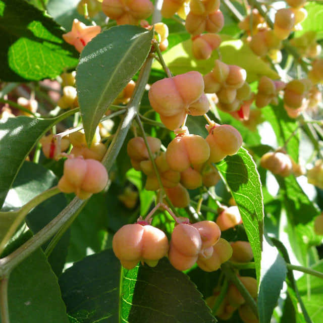 Euonymus maackii