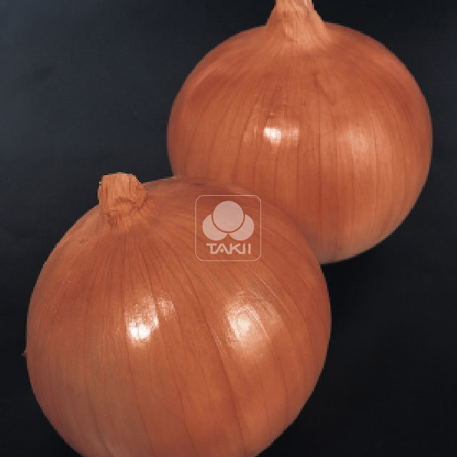 Onion Paraat F1 Foglie appiccicose