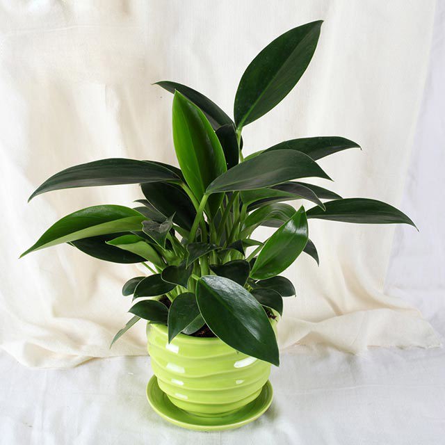 Philodendron Congo Sticky Leaves