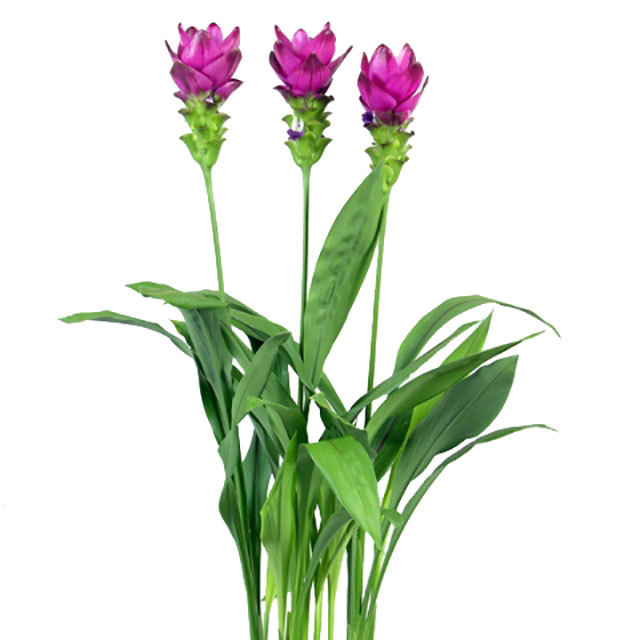 Curcuma Siam Scarlet