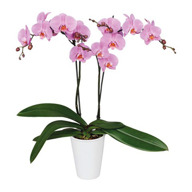 Phalaenopsis Woodstock