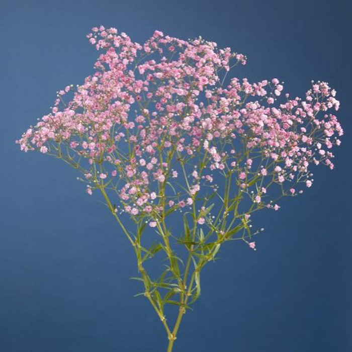 Gypsophila My Pink