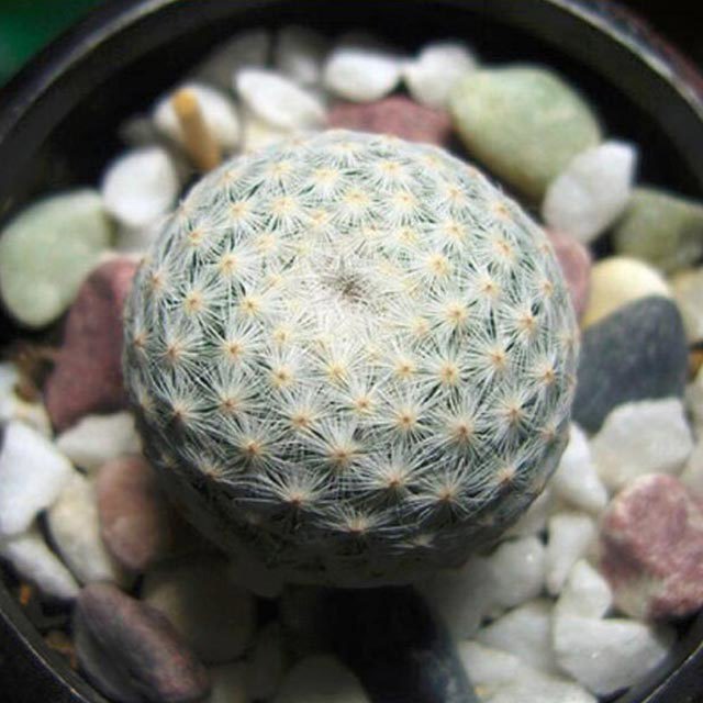 Mammillaria herrerae White Cottony Spots
