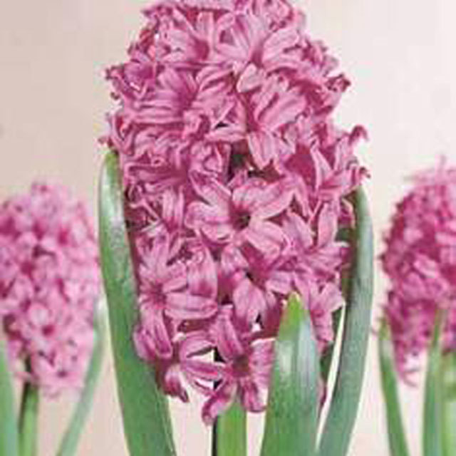 Hyacinthus orientalis Amethyst Tiny Black Flies