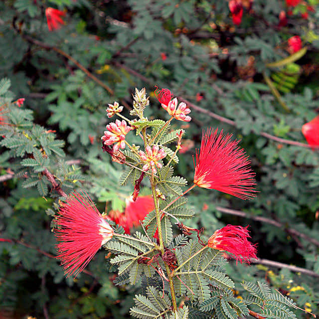 Calliandra californica