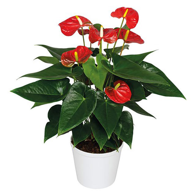 Anthurium andraeanum Beliza