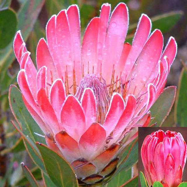 Protea compacta