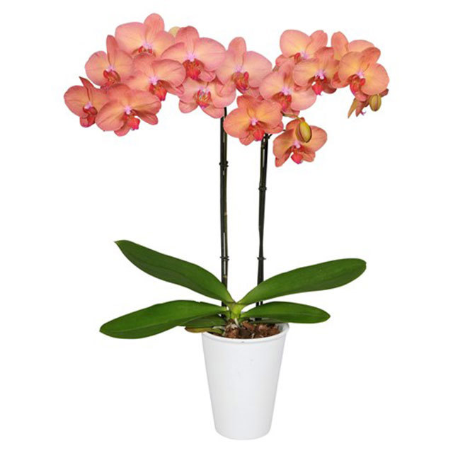 Phalaenopsis Monza