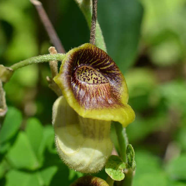 Aristolochia macrophylla