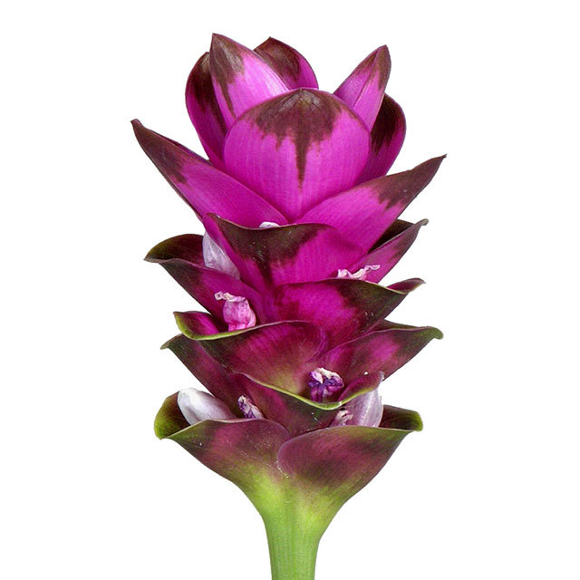 Curcuma Solo