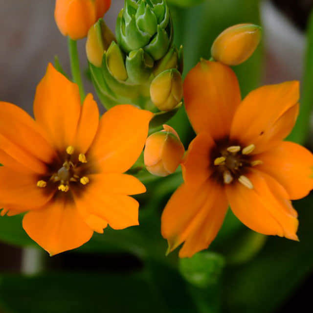Ornithogalum dubium