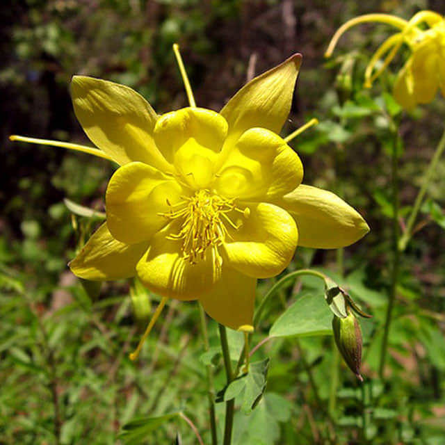 Aquilegia chrysantha