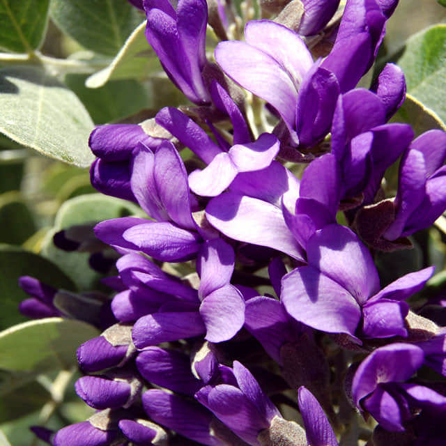 Sophora secundiflora