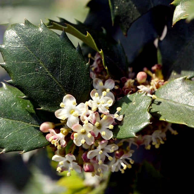 Ilex x meserveae