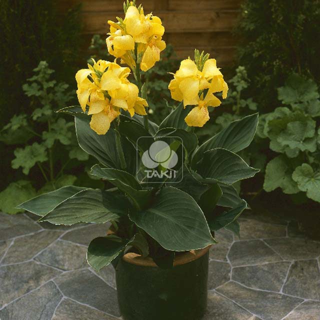 Canna Yellow 767 Drooping Leaves