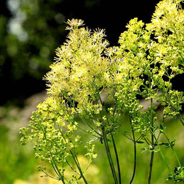 Thalictrum flavum
