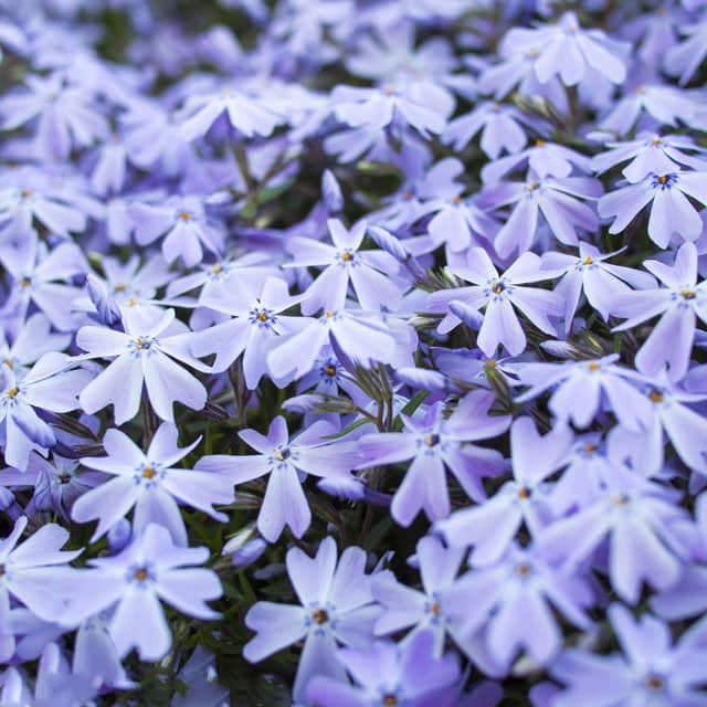 Phlox subulata