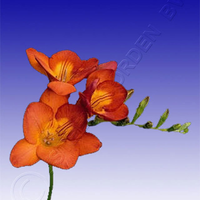 Freesia Vivaldi Tiny Black Flies